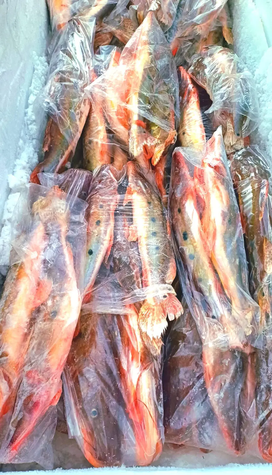Jurupoca fresca do Rio Paraguai