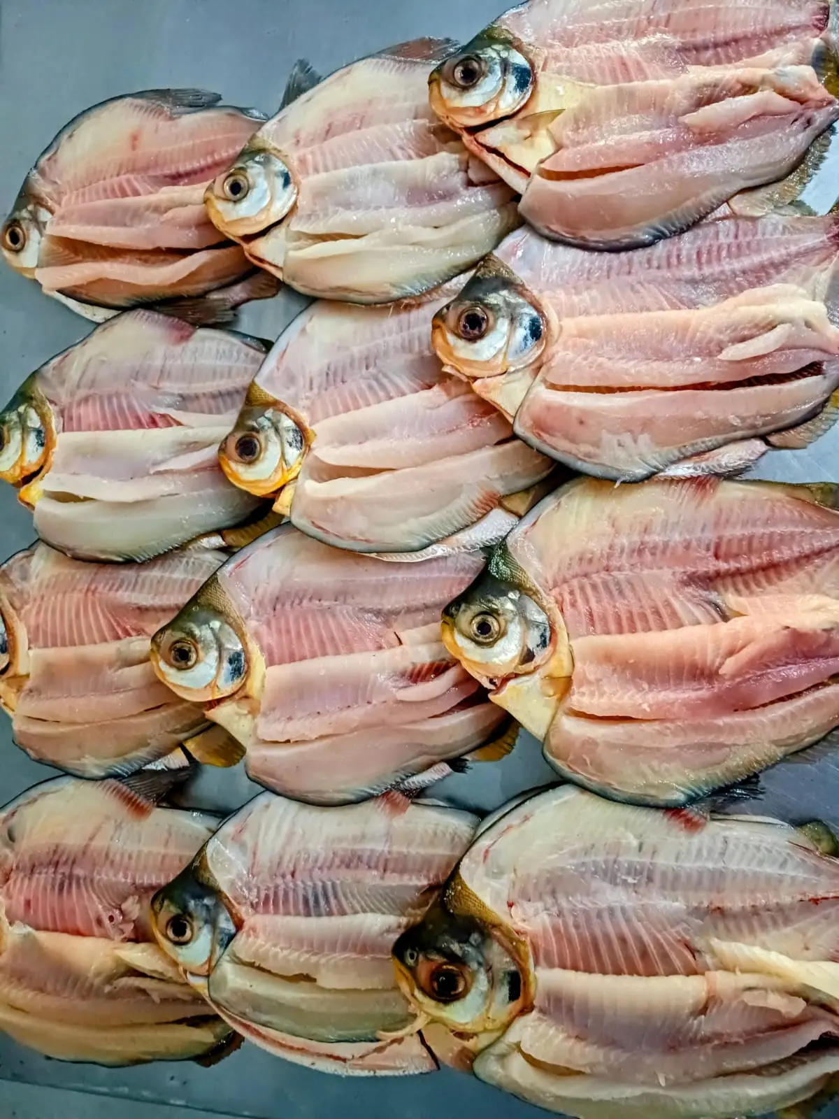 Pacupeva sem espinho