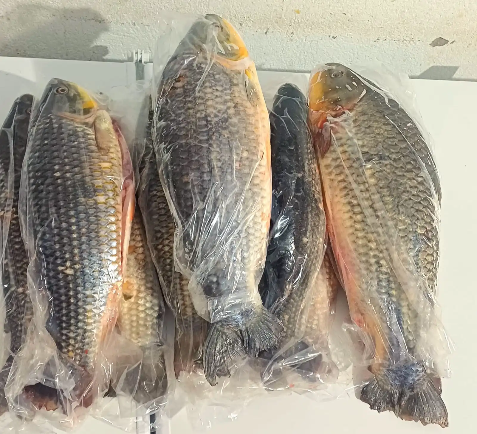piauçu