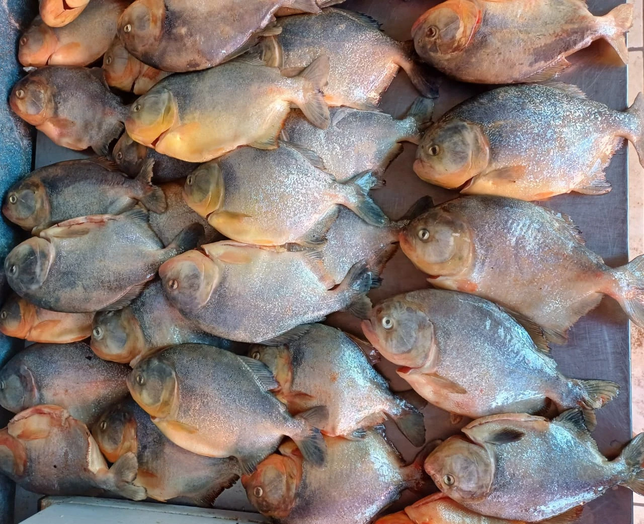 Piranha fresca do Rio Paraguai